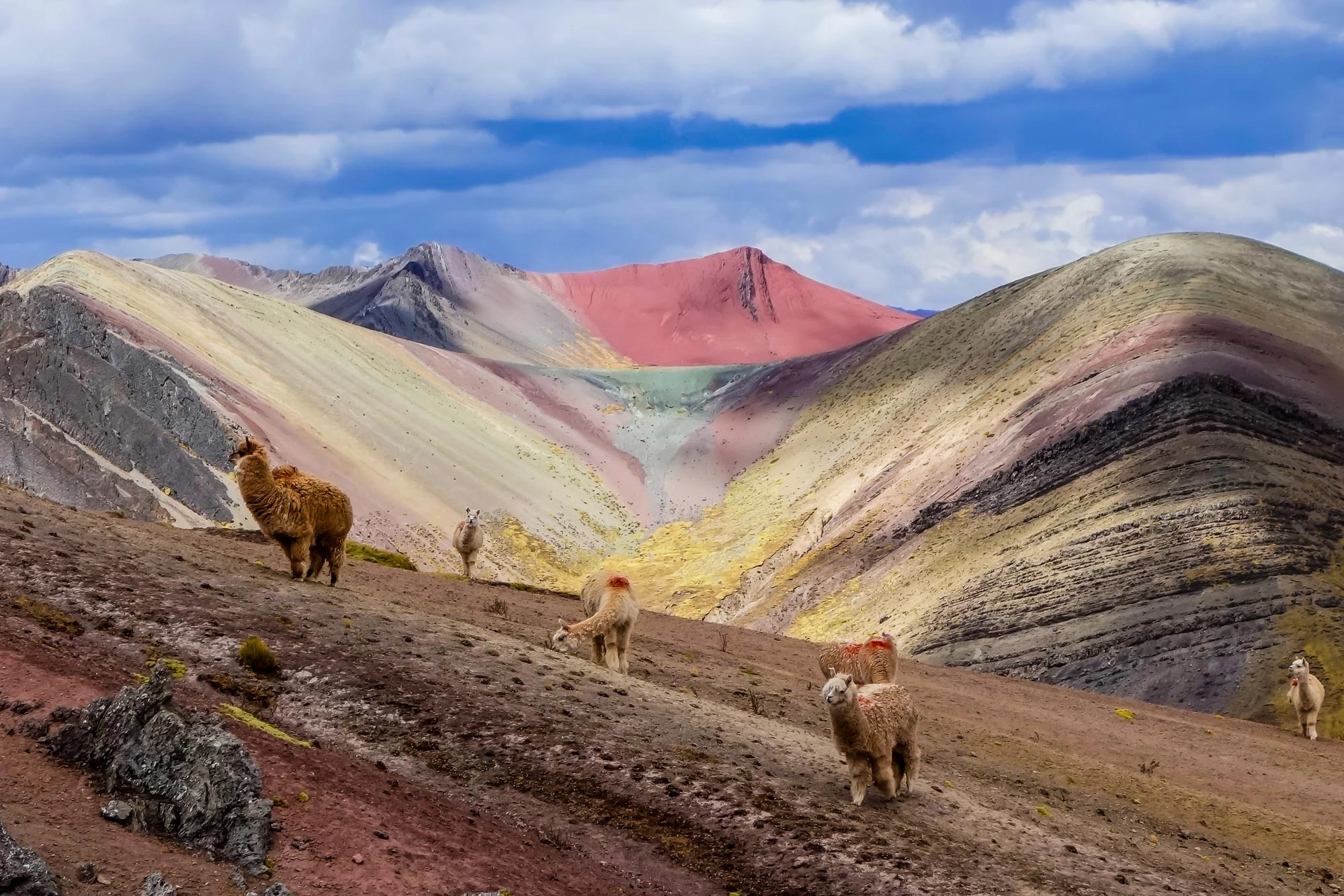 Cusco Exotic